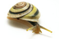 Chloraea fibula adult